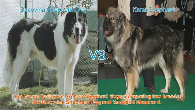 Video thumbnail for Shepherd Dog Showdown: Bucovina vs. Karst