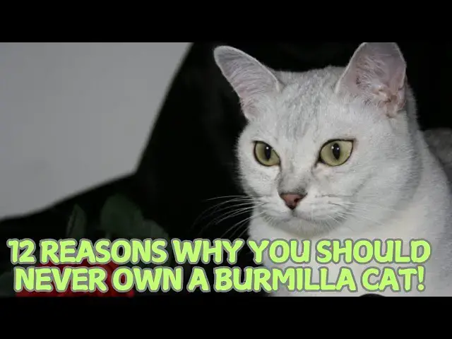 Video thumbnail for 12 Reasons Why You Should Never Own a Burmilla Cat! 🐱