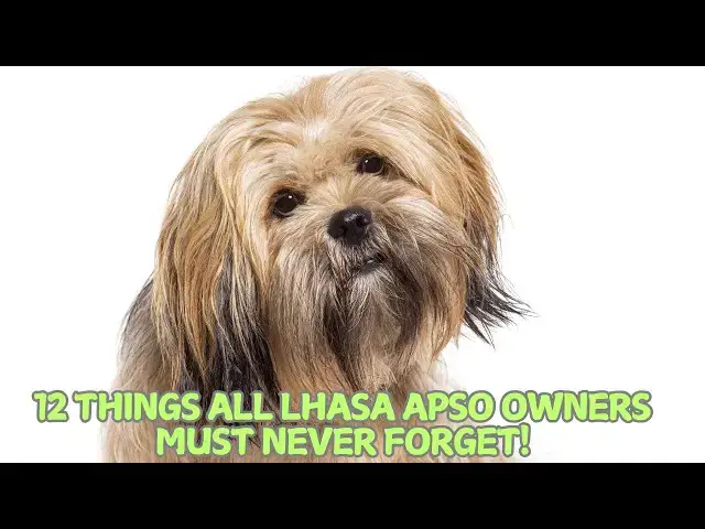 Video thumbnail for 12 Things All Lhasa Apso Owners Must Never Forget! 🐶✨