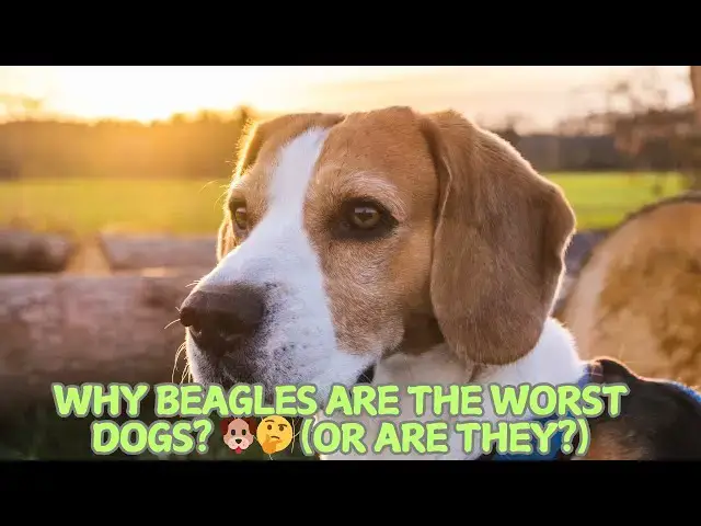 Video thumbnail for Why Beagles Are the Worst Dogs? 🐶🤔 (Or Are They?)