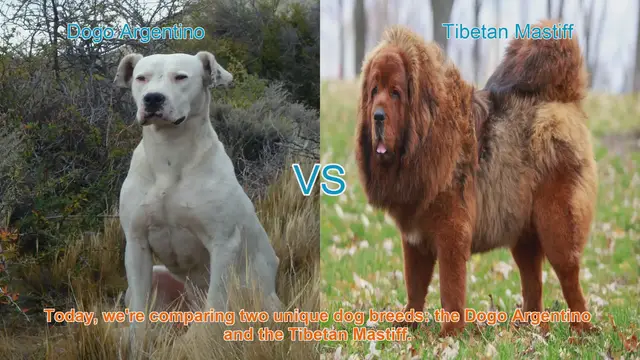 Video thumbnail for Comparing Dogo Argentino and Tibetan Mastiff: Origins, Characteristics, and Temperament