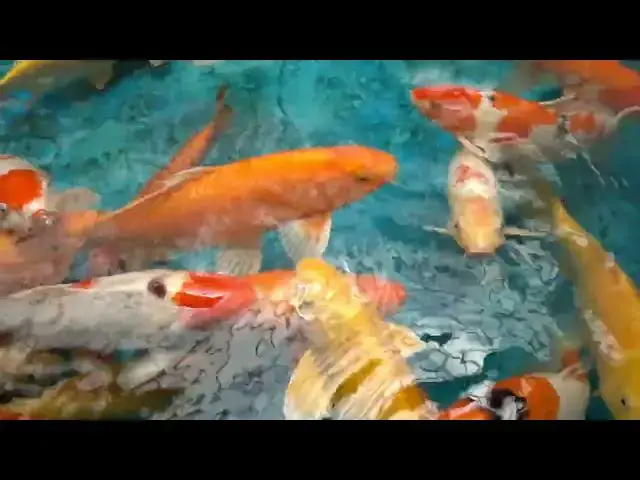 Video thumbnail for Feeding Koi Fish During Growth Spurts: Essential Tips
