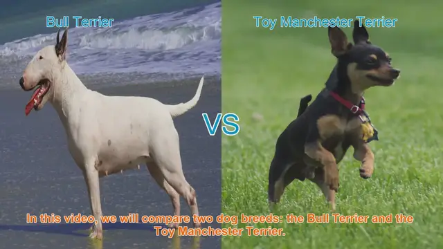 Video thumbnail for Bull Terrier vs. Toy Manchester Terrier: A Comprehensive Comparison