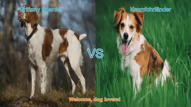 Video thumbnail for Brittany Spaniel vs. Kromfohrländer: A Comprehensive Breed Comparison