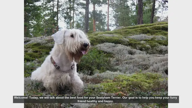 Video thumbnail for Best Food for Your Sealyham Terrier: Keep Your Furry Friend Healthy and Happy