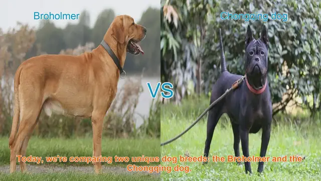 Video thumbnail for Broholmer vs. Chongqing Dog: A Comparison of Two Unique Breeds