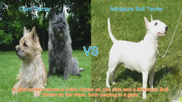 Video thumbnail for Cairn Terrier vs. Miniature Bull Terrier: A Comparison of Two Beloved Dog Breeds