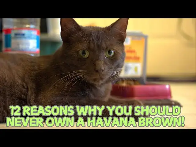 Video thumbnail for 12 Reasons Why You Should Never Own a Havana Brown! 🐱🚫
