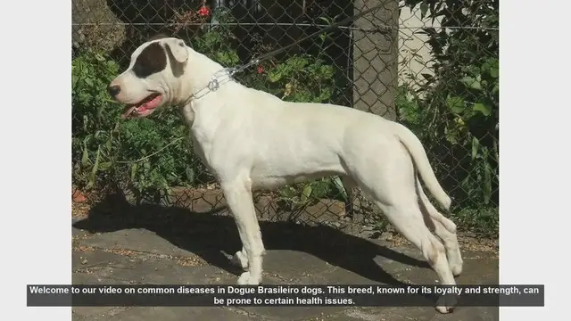 Video thumbnail for Common Health Issues in Dogue Brasileiro Dogs: Prevention and Management