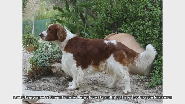 Video thumbnail for Top Foods to Keep Your Welsh Springer Spaniel Healthy and Happy