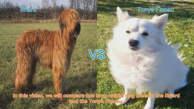 Video thumbnail for Comparing Briard and Tonya Finosu: Long-Haired Dog Breeds