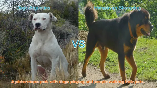 Video thumbnail for Comparing Dogo Argentino and Himalayan Sheepdog: Origins, Characteristics, and Care