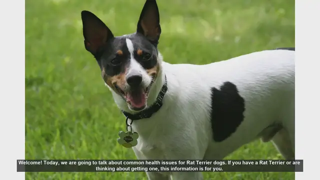 Video thumbnail for Common Health Issues in Rat Terriers: What Every Owner Should Know