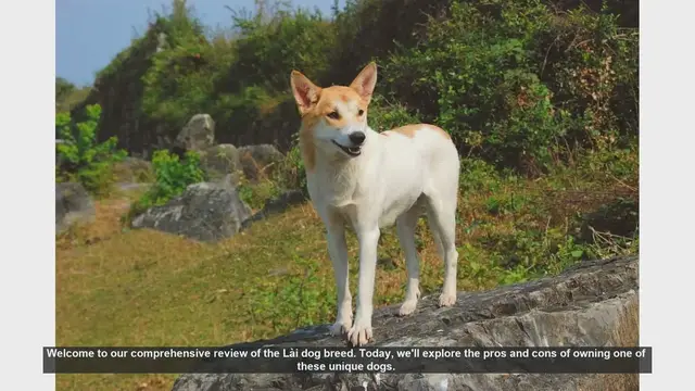 Video thumbnail for Lài Dog Breed Review: Pros and Cons of Owning One