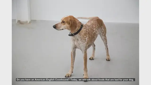 Video thumbnail for Dangerous Foods for Your American English Coonhound