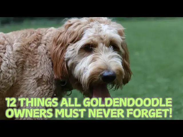 Video thumbnail for 12 Things All Goldendoodle Owners Must Never Forget! 🐶✨