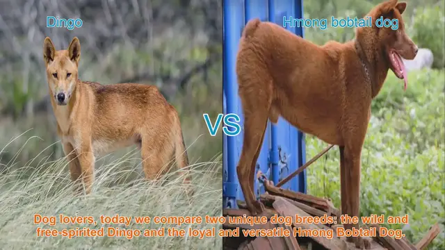 Video thumbnail for Comparing Dingo and Hmong Bobtail Dog: Unique Traits and Characteristics