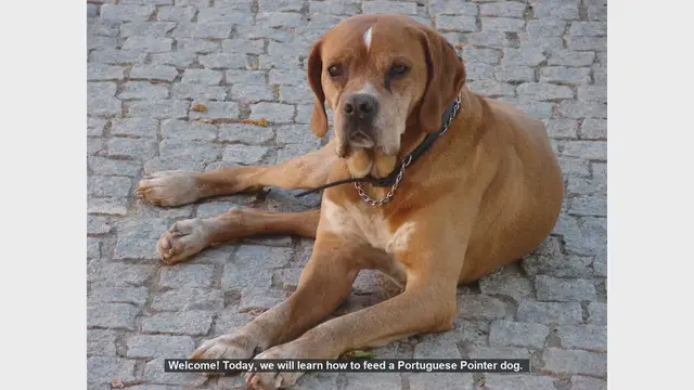 Video thumbnail for How to Properly Feed Your Portuguese Pointer Dog