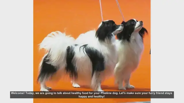 Video thumbnail for Healthy Food Tips for Your Phalène Dog