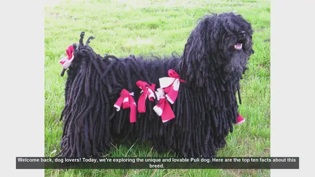 Video thumbnail for Top 10 Fascinating Facts About the Puli Dog