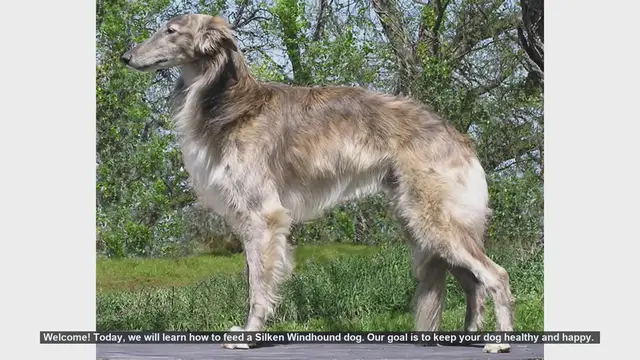 Video thumbnail for How to Feed Your Silken Windhound: Tips for a Healthy and Happy Dog