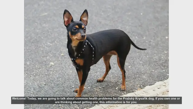 Video thumbnail for Common Health Problems in Pražský Krysařík Dogs