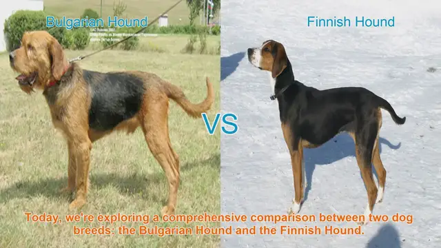 Video thumbnail for Bulgarian Hound vs. Finnish Hound: A Comprehensive Comparison