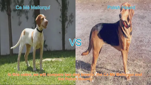 Video thumbnail for Comparing Ca Mè Mallorquí and Polish Hound: A Breed Showdown