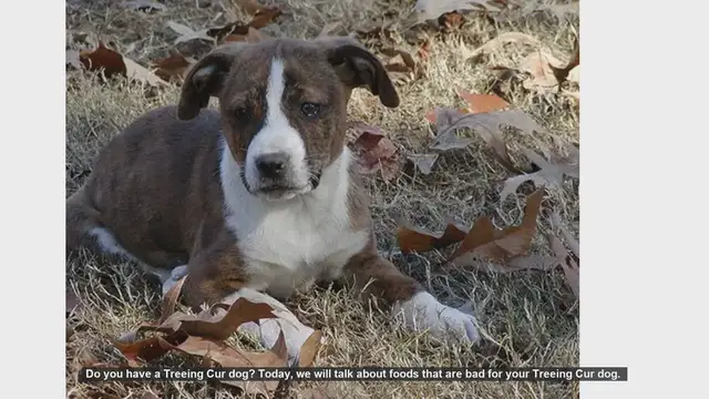 Video thumbnail for Foods to Avoid for Your Treeing Cur Dog
