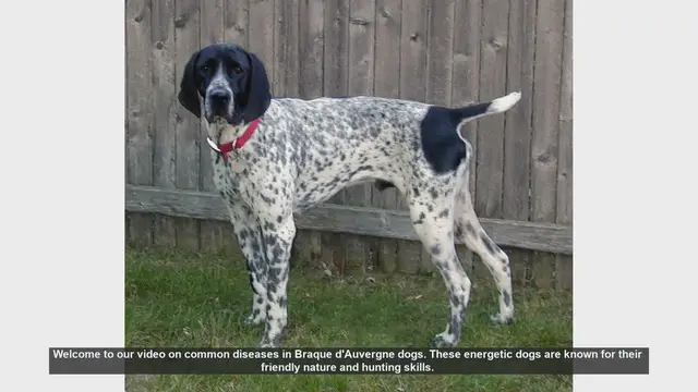 Video thumbnail for Common Health Issues in Braque d'Auvergne Dogs: Prevention and Care
