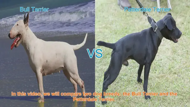 Video thumbnail for Bull Terrier vs. Patterdale Terrier: A Comprehensive Comparison