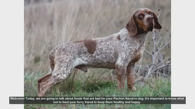 Video thumbnail for Foods to Avoid for Your Pachón Navarro Dog