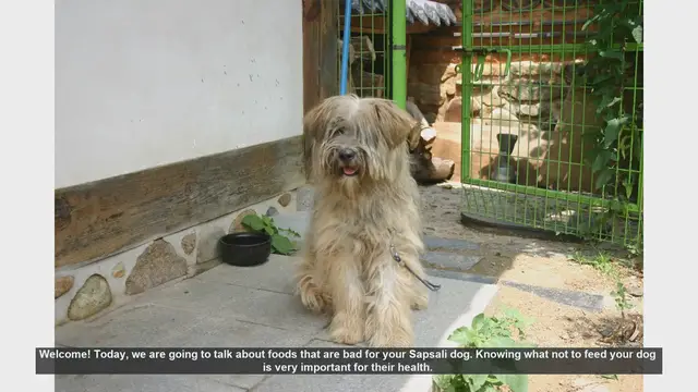 Video thumbnail for Foods to Avoid for Your Sapsali Dog's Health