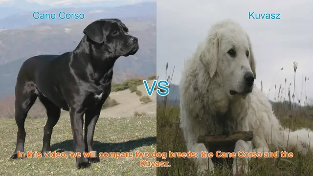 Video thumbnail for Cane Corso vs. Kuvasz: A Comparison of Two Remarkable Dog Breeds