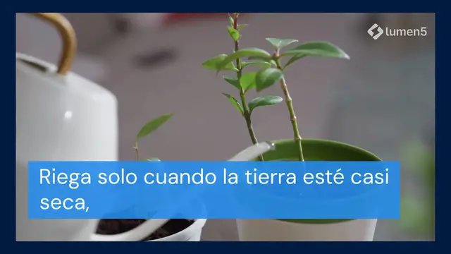 Video thumbnail for Aquí se explica cómo cuidar las orquídeas para mantenerlas durante años.
