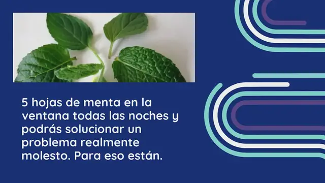 Video thumbnail for Deje 5 hojas de menta en la ventana antes de acostarse: he aquí por qué
