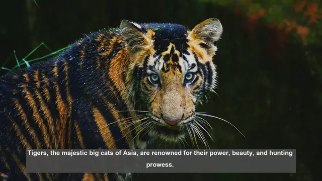 Video thumbnail for 10 Reasons Why Tigers Hunt Alone