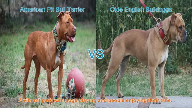 Video thumbnail for American Pit Bull Terrier vs. Olde English Bulldogge: A Breed Comparison
