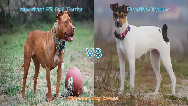Video thumbnail for Dog Breed Comparison: American Pit Bull Terrier vs. Brazilian Terrier