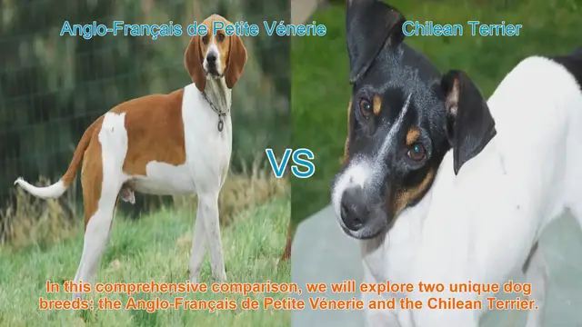 Video thumbnail for Dog Breed Comparison: Anglo-Français de Petite Vénerie vs. Chilean Terrier