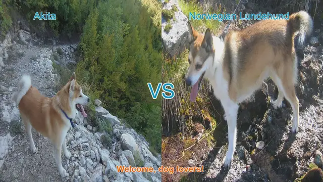 Video thumbnail for Akita vs. Norwegian Lundehund: A Comparative Guide for Dog Lovers