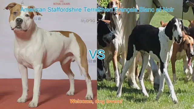 Video thumbnail for Breed Battle: American Staffordshire Terrier vs. Chien Français Blanc et Noir