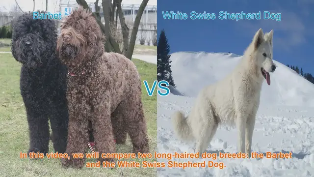Video thumbnail for Barbet vs. White Swiss Shepherd Dog: A Comparison of Long-Haired Breeds