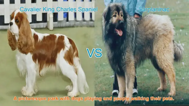 Video thumbnail for Cavalier King Charles Spaniel vs. Šarplaninac: Breed Comparison