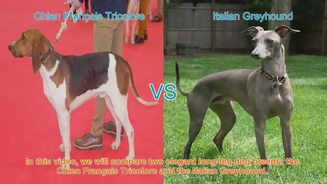Video thumbnail for Comparing Chien Français Tricolore and Italian Greyhound: A Guide to Elegant Long-Leg Dog Breeds