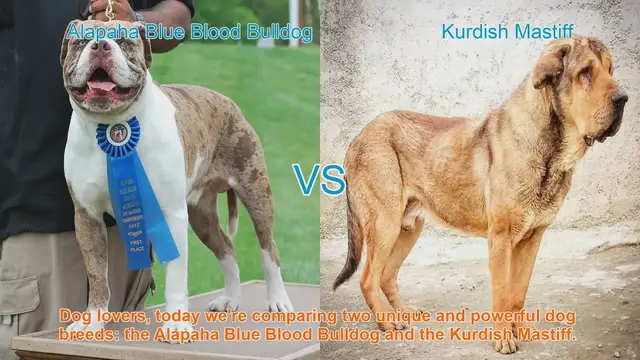 Video thumbnail for Alapaha Blue Blood Bulldog VS Kurdish Mastiff