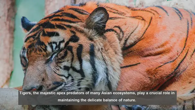 Video thumbnail for 10 Ways Tigers Control Herbivore Populations