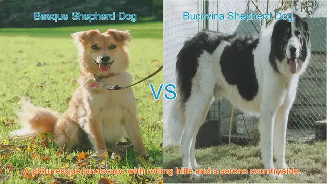 Video thumbnail for Basque vs. Bucovina Shepherd Dogs: A Comparative Guide