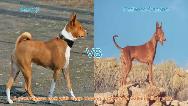 Video thumbnail for Basenji vs. Podenco Canario: A Comparative Guide