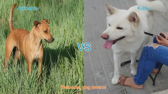 Video thumbnail for Africanis vs. Kishu: A Comparative Guide to Two Unique Dog Breeds